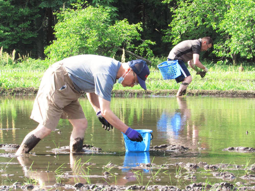 龍の瞳(いのちの壱)の原種の田植え | 株式会社龍の瞳